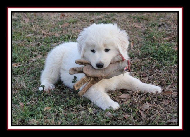 Maremma livestock guardian dogs best sale for sale